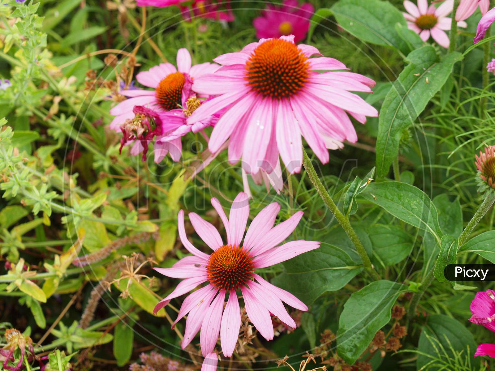 Common Daisy Plant (Bellis Perennis) Pink Flower