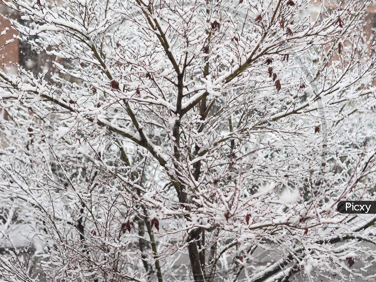 Winter Scene With Snow - Acer Tree