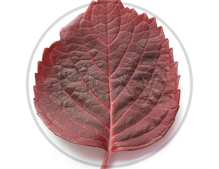 Leaf Picture Isolated