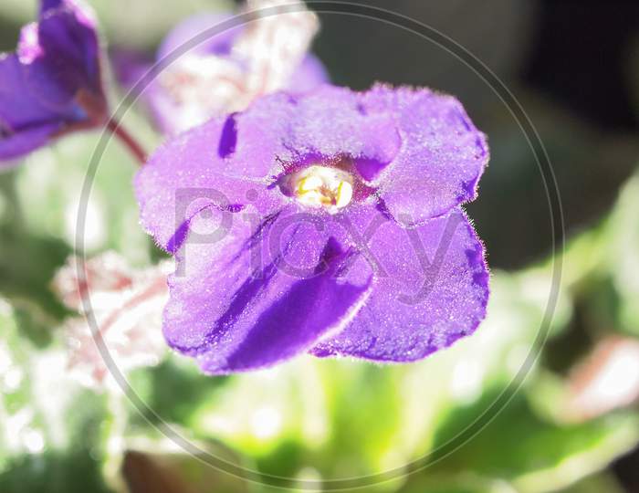 Purple Viola Flower