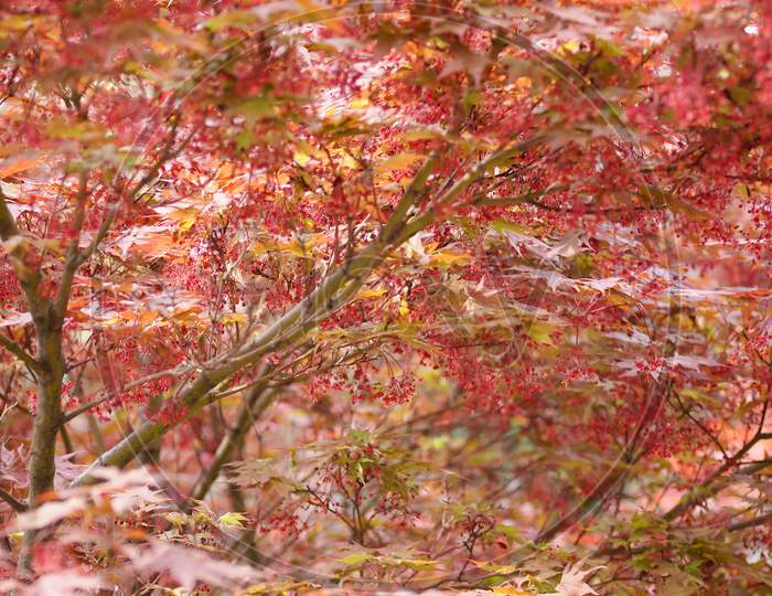 Red Maple Acer Tree
