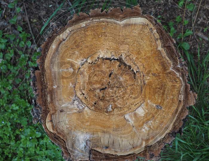 Tree Trunk Section