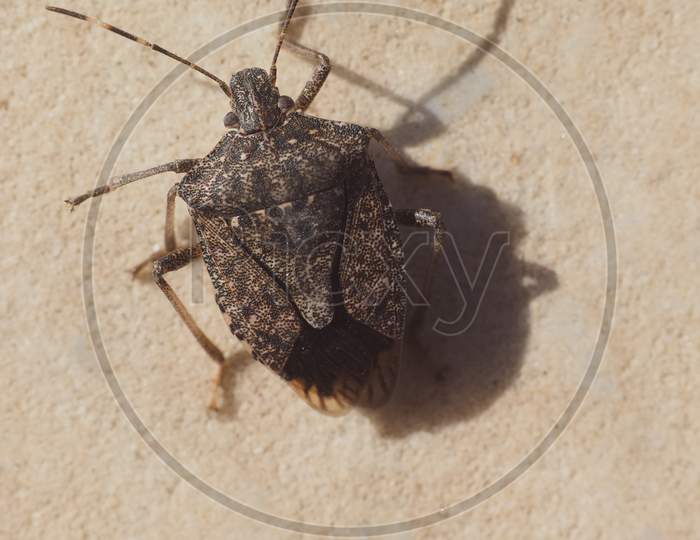 Brown Marmorated Stink Bug Insect Animal
