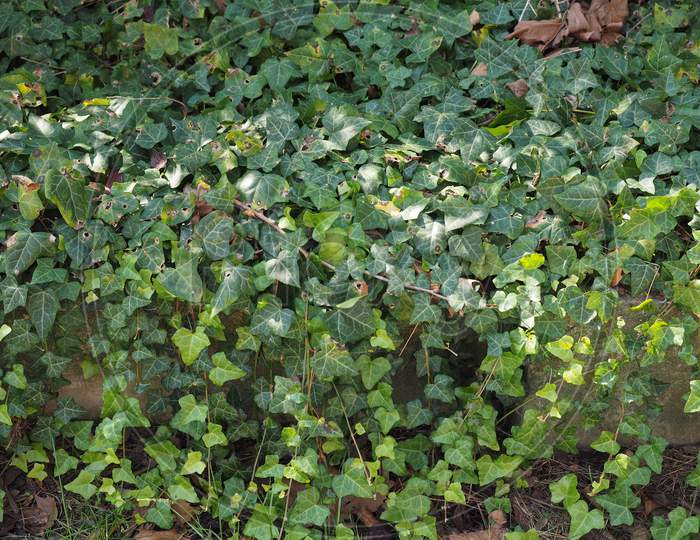 Ivy Plant Leaves