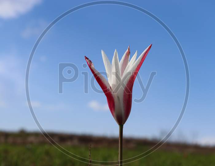 Tulip Blossom in Kashmir