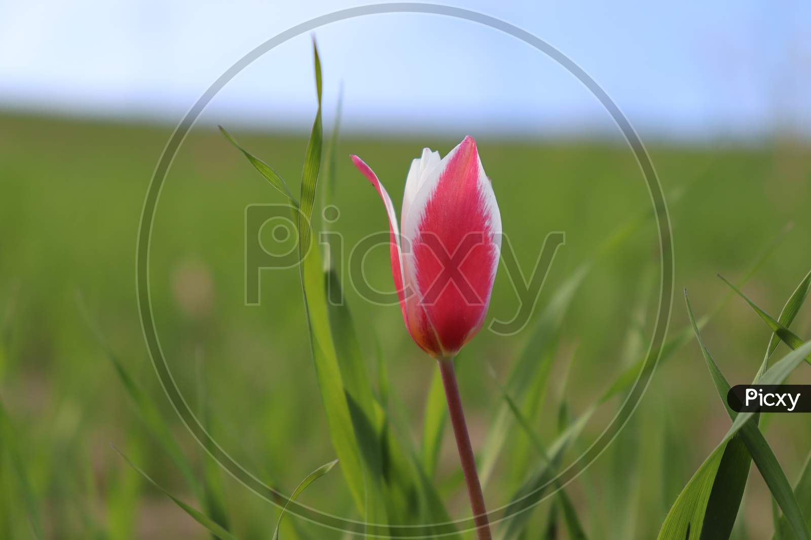 Tulip Blossom in Kashmir