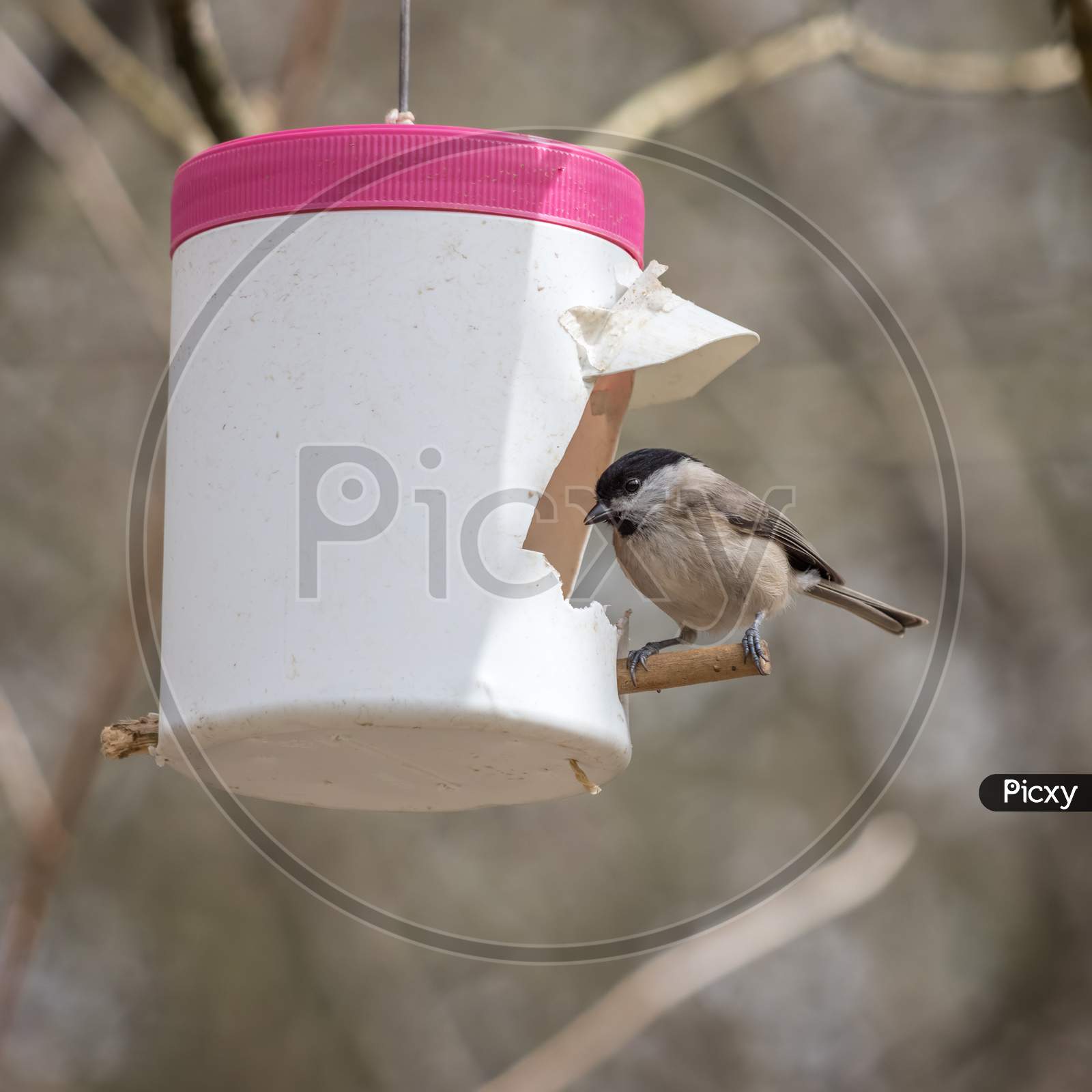 Marsh Tit (Poecile Palustris) Looking For Food In An Homemade Feeder