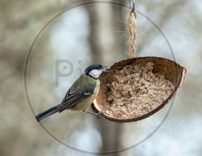 Great Tit Perched On A Coconut Shell