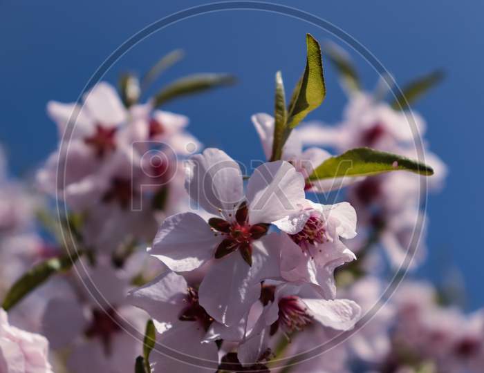 Almond Bloom