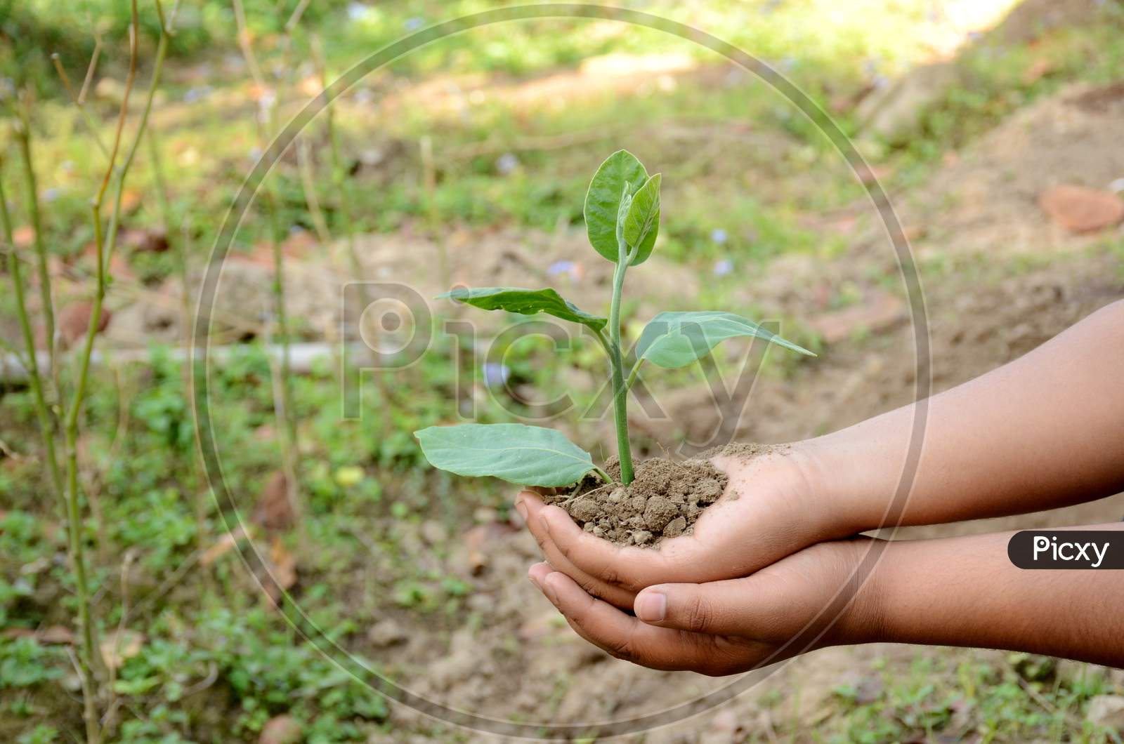 Closeup Holding Hands And Caring Green Young Plant,Environment Heal Earth And Save The World.