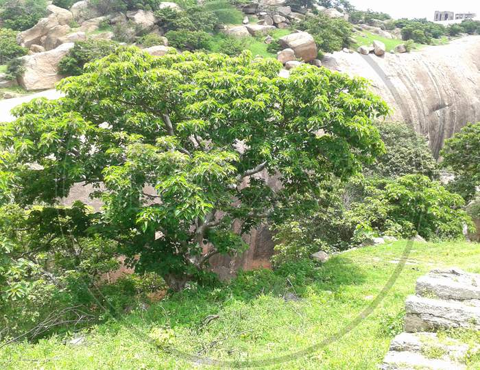 Bhuvanagiri Fort ruins hillock