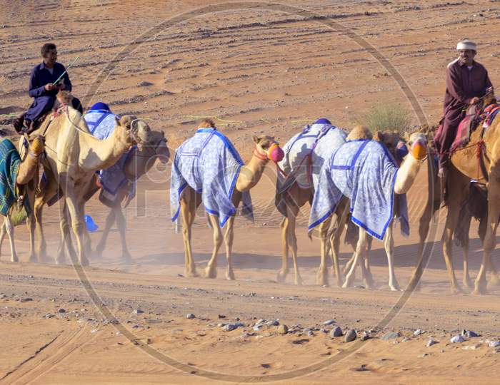 December 2Nd 2020 Maliha Desert,Sharjah .Men Riding On The Camels Captured At The Maliha Desert , Sharjah, Uae.