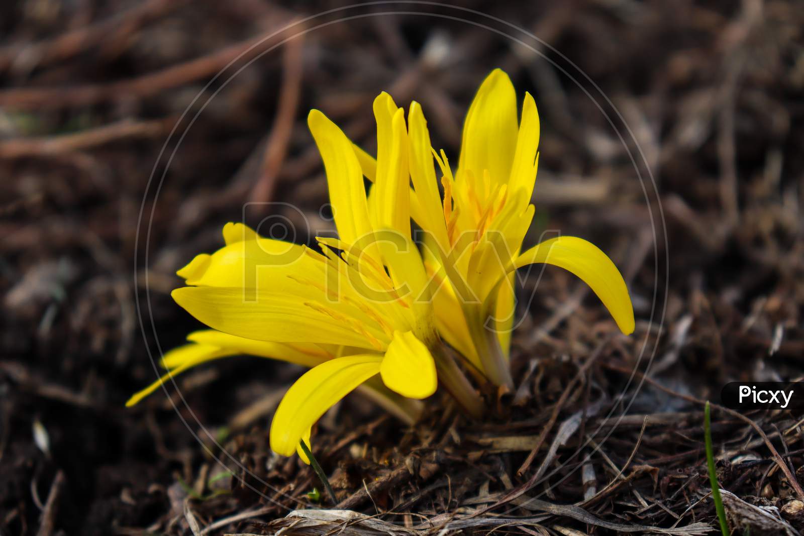 First Flower Sprouting after Harsh winter in Kashmir