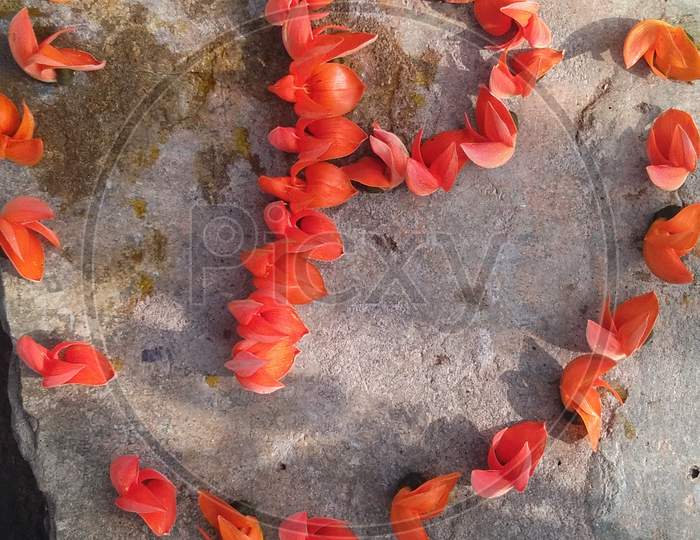 Butea superba Flowers, India, Gujarat