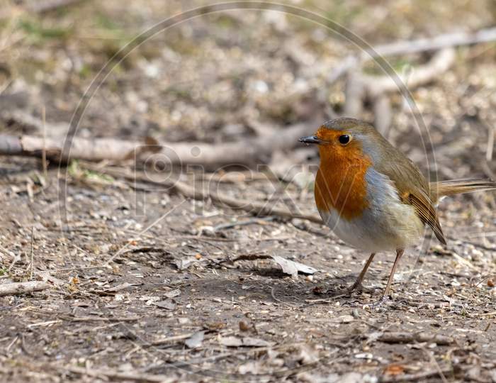 Close-Up Of An Alert Robin Standing On Muddy Path