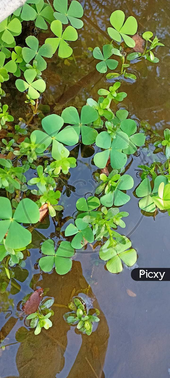 Water ferns Plant, india, Gujarat
