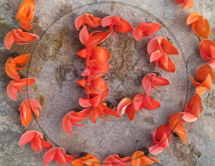 Butea superba Flowers, india, Gujarat