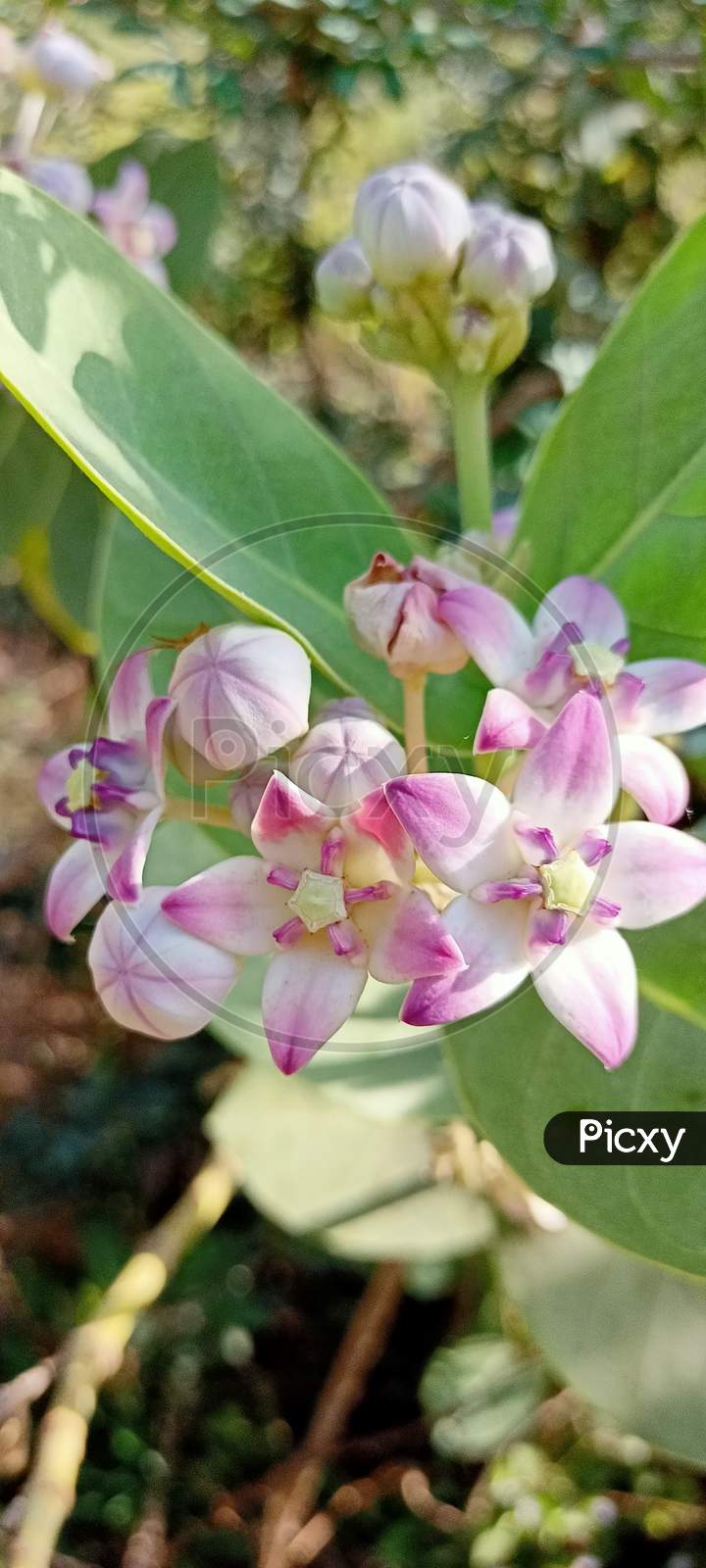Calotropis gigantea,the crown flower, India, Gujarat