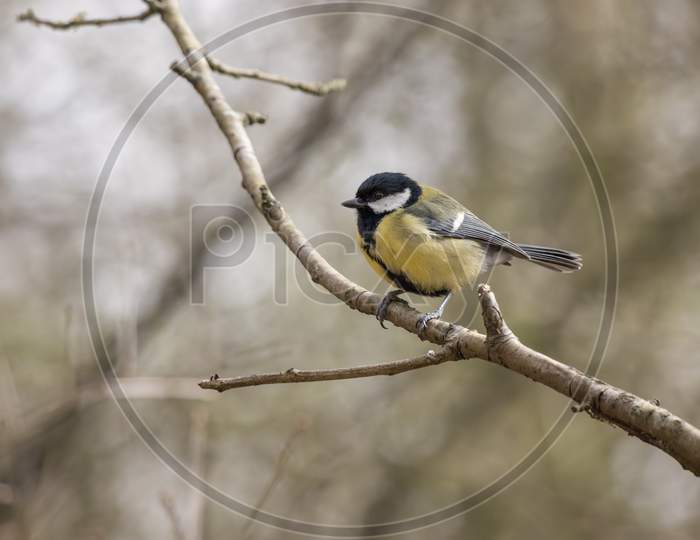Great Tit Perched On A Branch