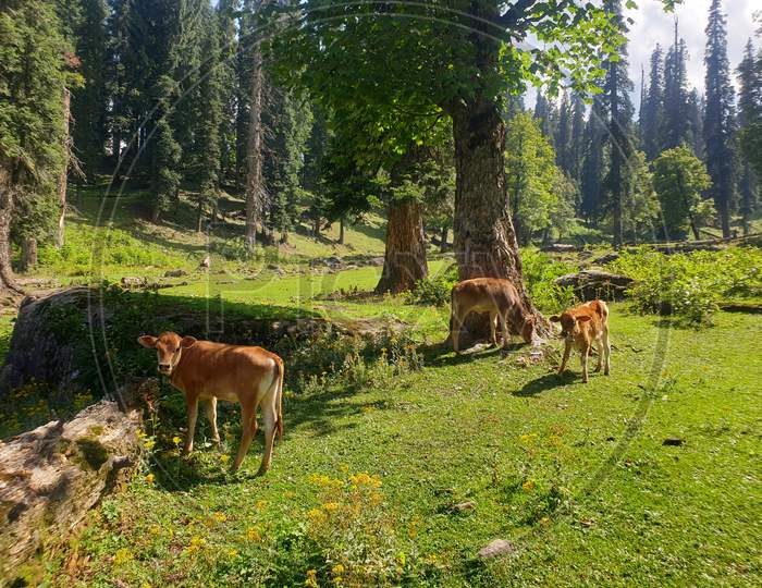 Deep inside the forests of Kashmir