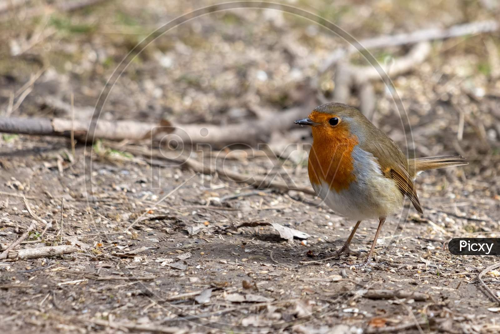 Close-Up Of An Alert Robin Standing On Muddy Path
