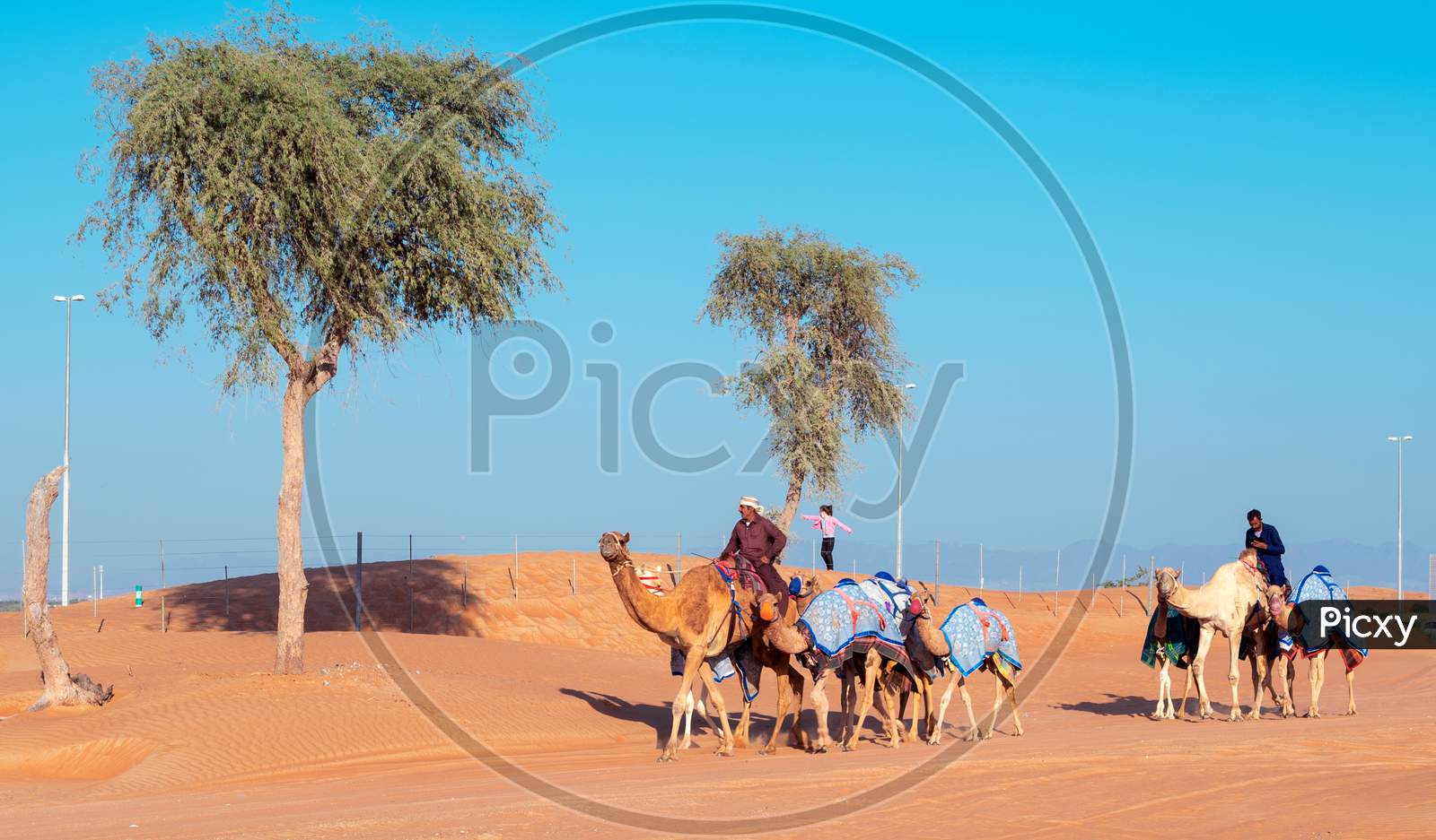 December 2Nd 2020 Maliha Desert,Sharjah .Men Riding On The Camels Captured At The Maliha Desert , Sharjah, Uae.