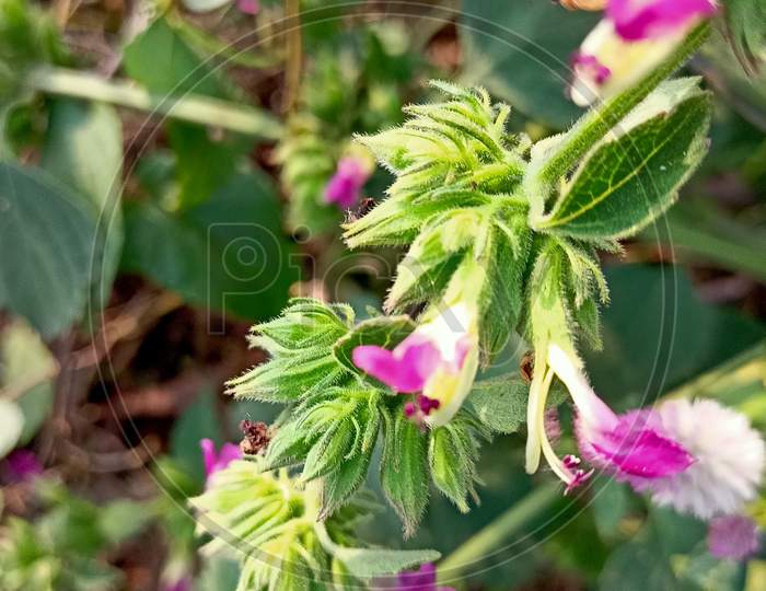 Salvia glabrescens India, Gujarat