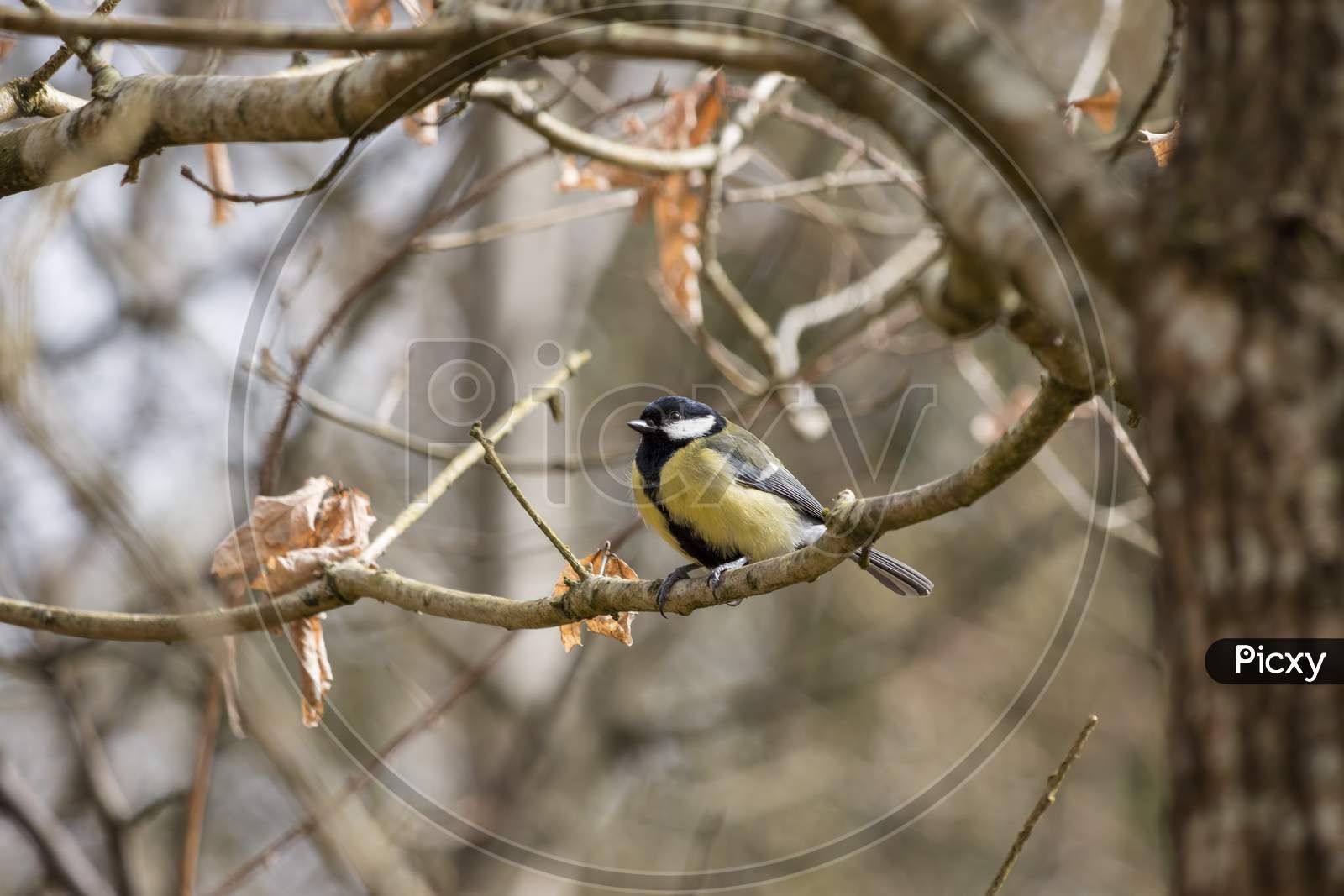Great Tit Perched On A Branch