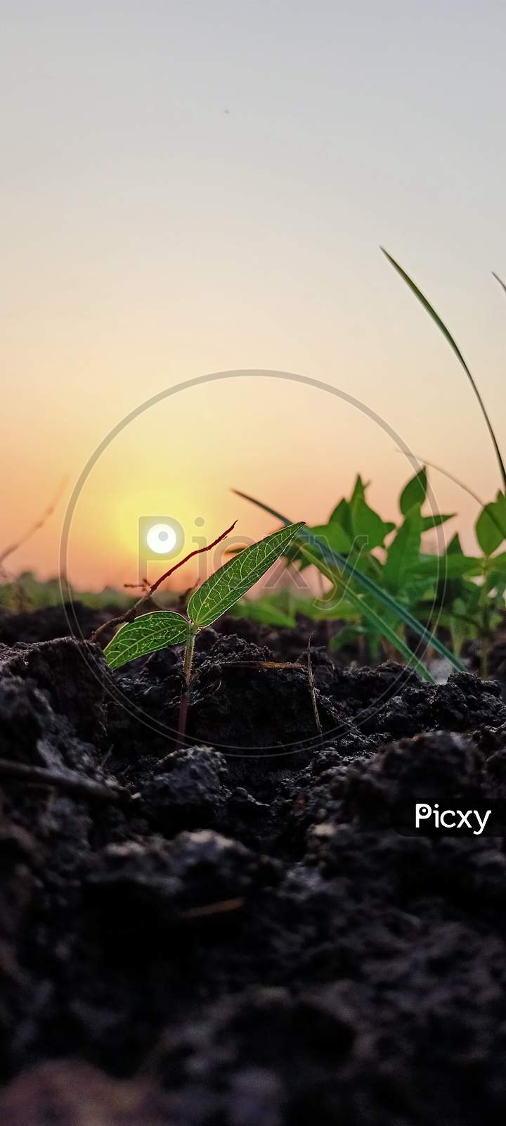 Sunset Beauty, India, Gujarat