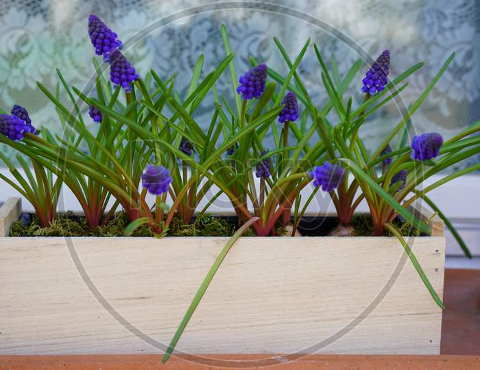 Grape Hyacinths Muscari In Wooden Plant Pot In Front Of Window