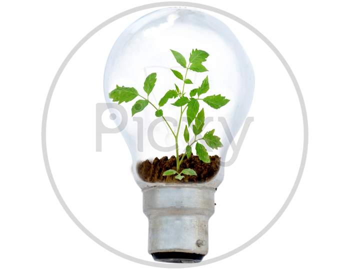 Tomato Plant Seedling In The Bulb Environment Conversation Concept Isolated On White .