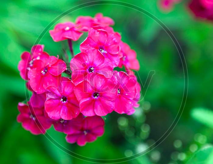Close-Up Beautiful Fresh Pink Royal Phlox Flower On A Background Of Green Grass Grows In A Home Garden, Top View
