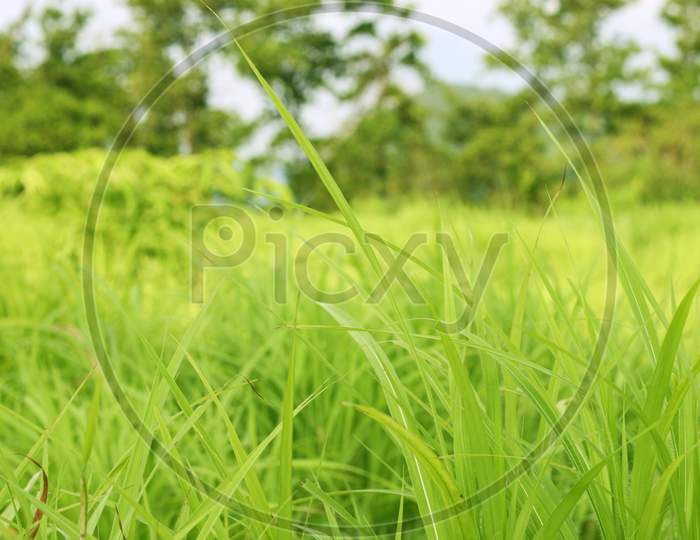 Grass. Fresh Green Spring Grass With Sunlight Closeup.Soft Focus. Nature Background.