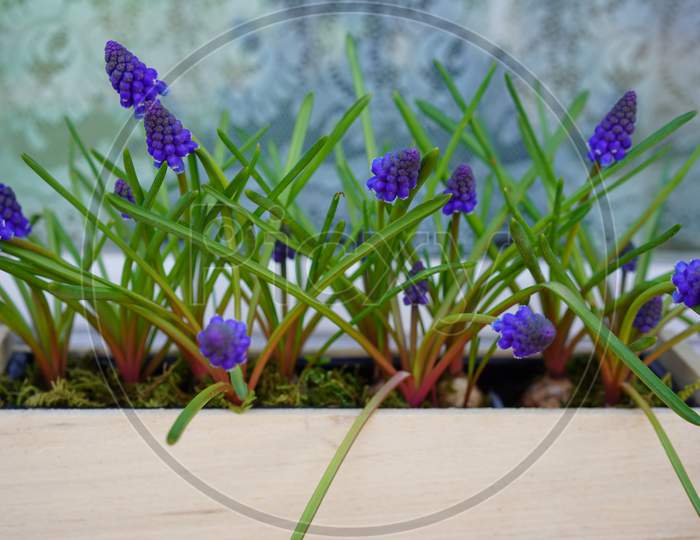 Grape Hyacinths Muscari In Wooden Plant Pot In Front Of Window