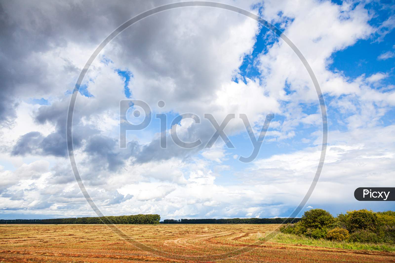 A Landscape View Of Beautiful Fresh Yellow Wheat Field   And  Forest Background.  Panoramic View Of Beautiful Green Field