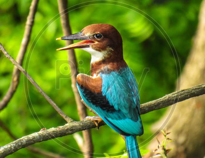 Beautiful Wildlife pictures of  Bangladesh