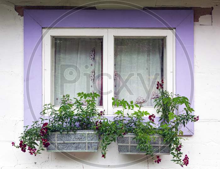 Close-Up Of A Charming Window Of A White Old House With Violet Wooden Shutters And Decorated With Pots Of Green Plants And Flowers