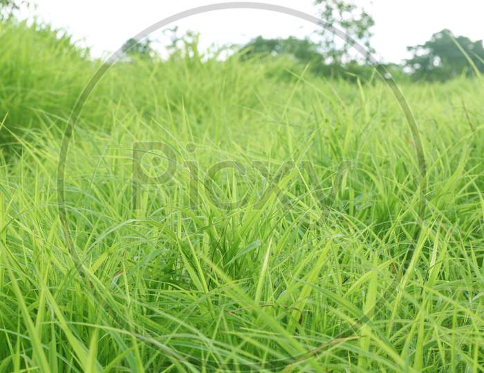 Grass. Fresh Green Spring Grass With Sunlight Closeup.Soft Focus. Nature Background.