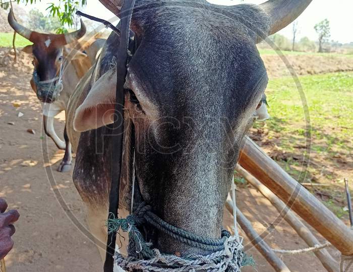 Ox India , Gujarat