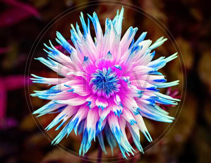 Close-Up Beautiful Fresh Pink-Blue Dahlia Flower On A Background Of Grass Growing In A Home Garden, Top View