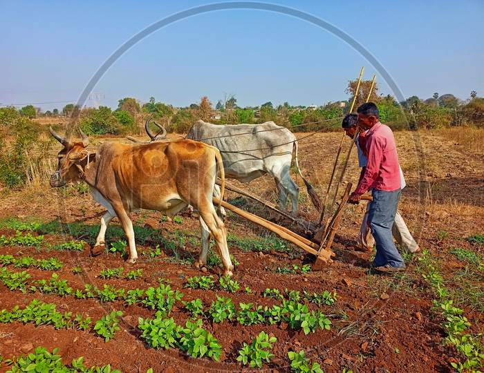 Farm Work India, Gujarat