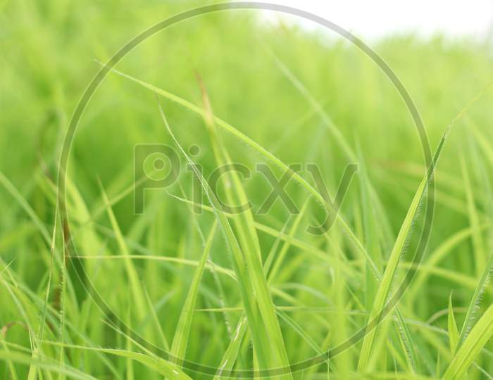 Summer Background With Fresh Grass. Soft Focus. Nature Background.
