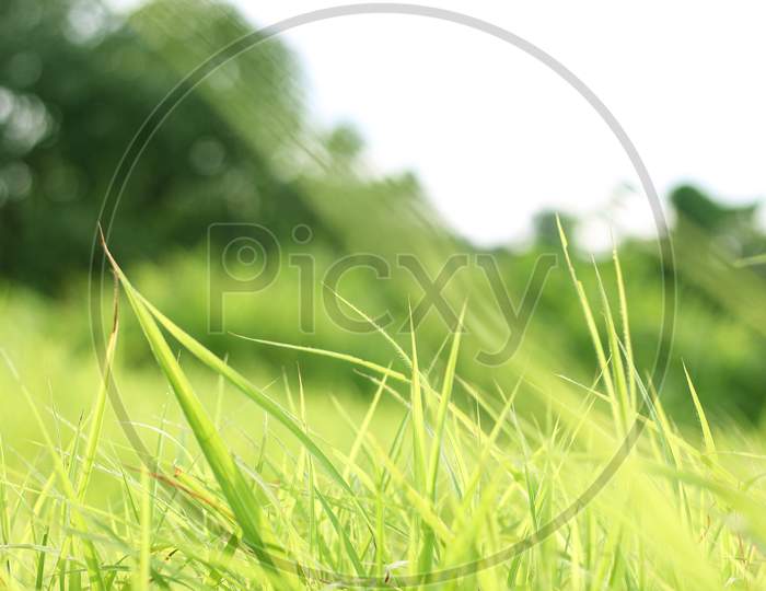 Summer Background With Fresh Grass. Soft Focus. Nature Background.