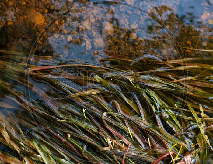 Eelgrass On River Water. Red And Green Eelgrass. Water Plants.