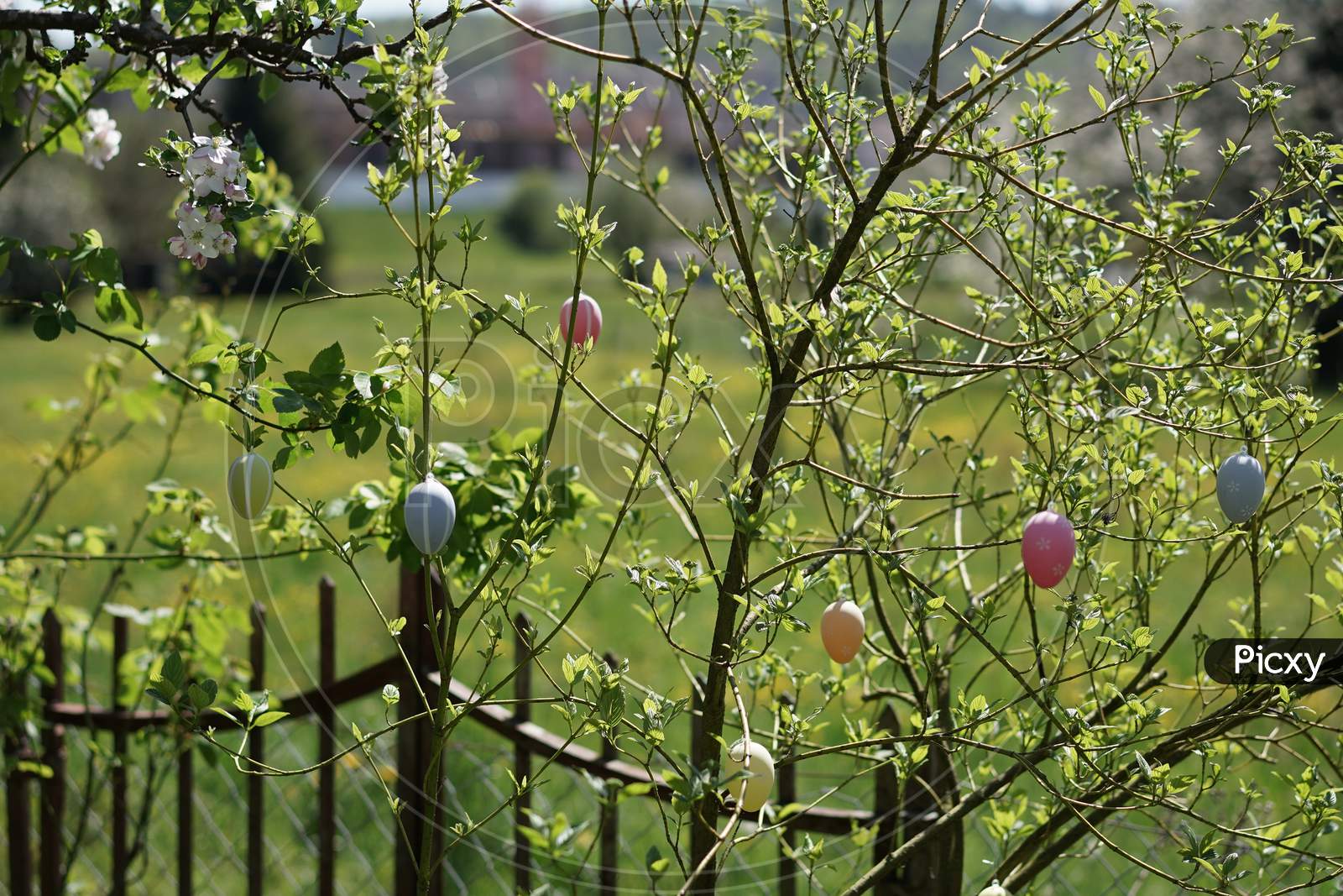 Colorful Easter Eggs Hanging In Green Branch At Sunny Day On Easter.