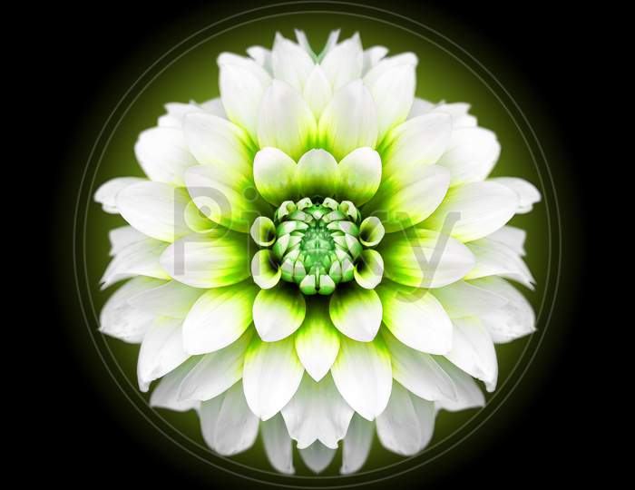 Close-Up Of A Beautiful Fresh White Dahlia Flower With A Green Core On A Black Isolated Background, Top View