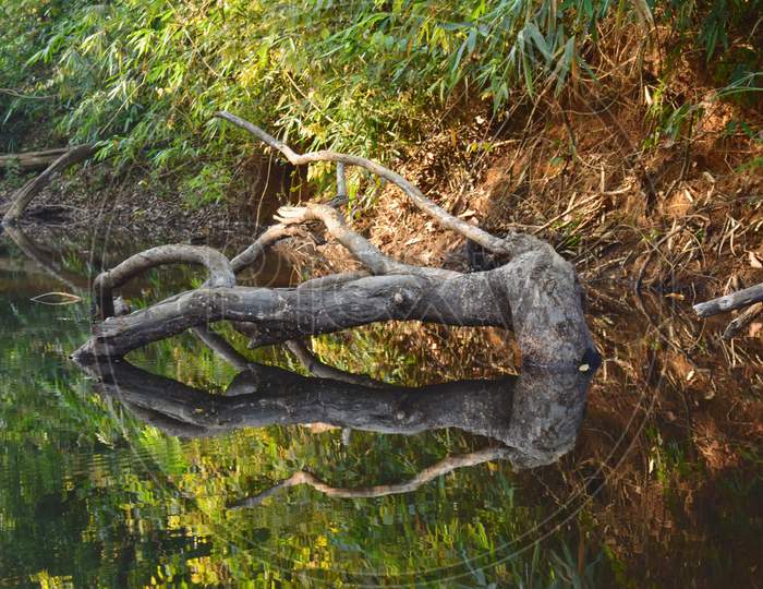 Nice reflection of beautiful wood work of nature