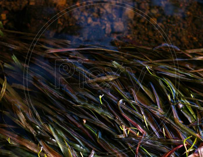 Eelgrass On River Water. Red And Green Eelgrass. Water Plants.