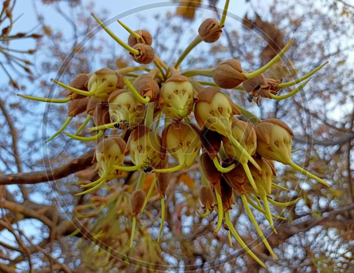 Madhuca longifolia (Mahua Plant) India, Gujarat