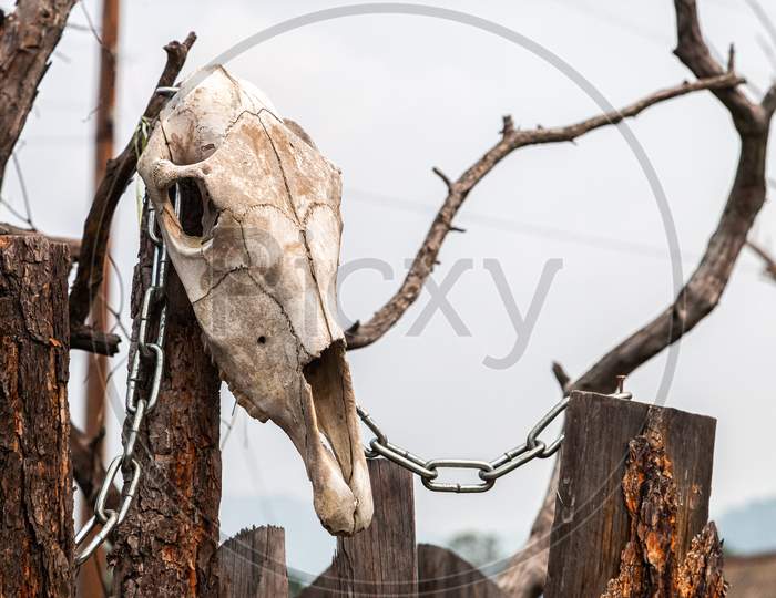 Close-Up Of A White Cow Skull With Horns On A Wooden Stump In The Background Forest And Mountain ,  Pitchfork On Top